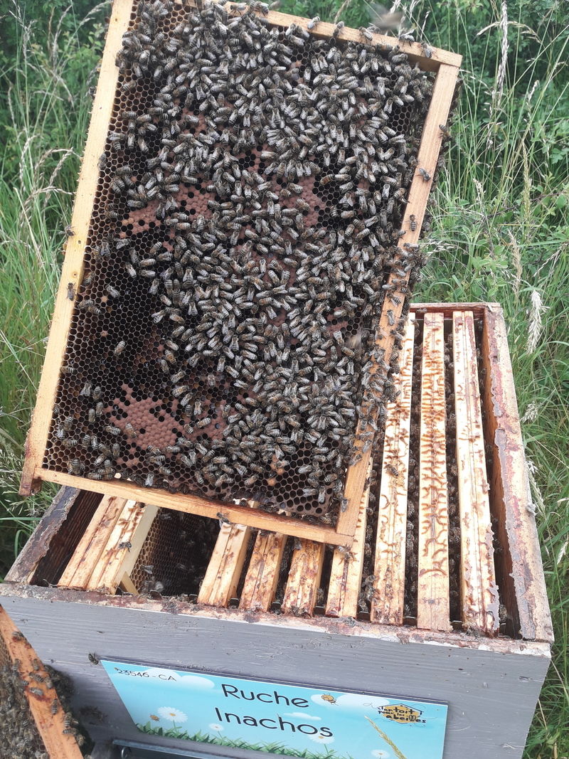 La ruche Inachos