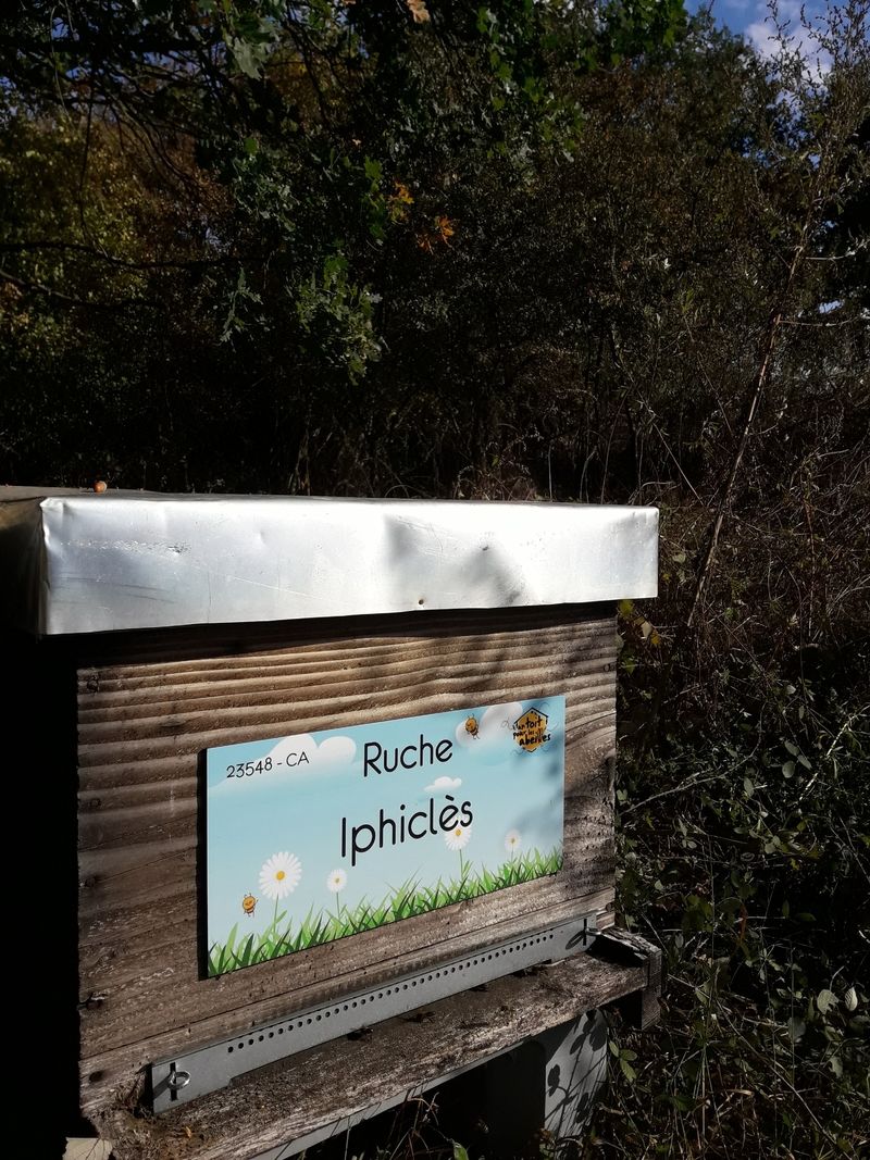 La ruche