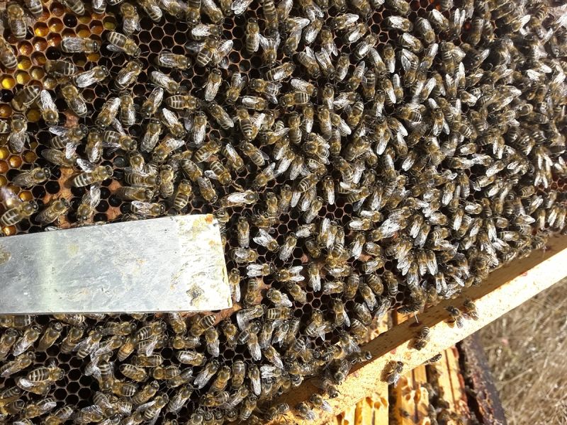 La ruche Iphiclès