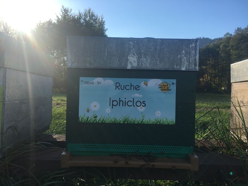 La ruche Iphiclos