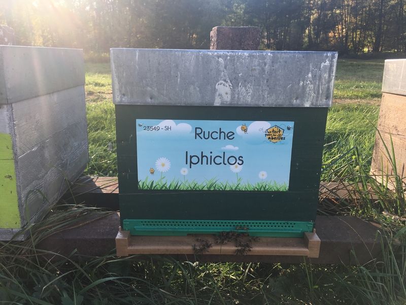 La ruche Iphiclos parrainée