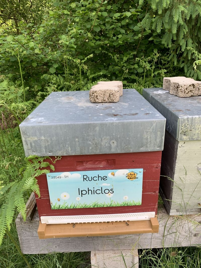 La ruche Iphiclos