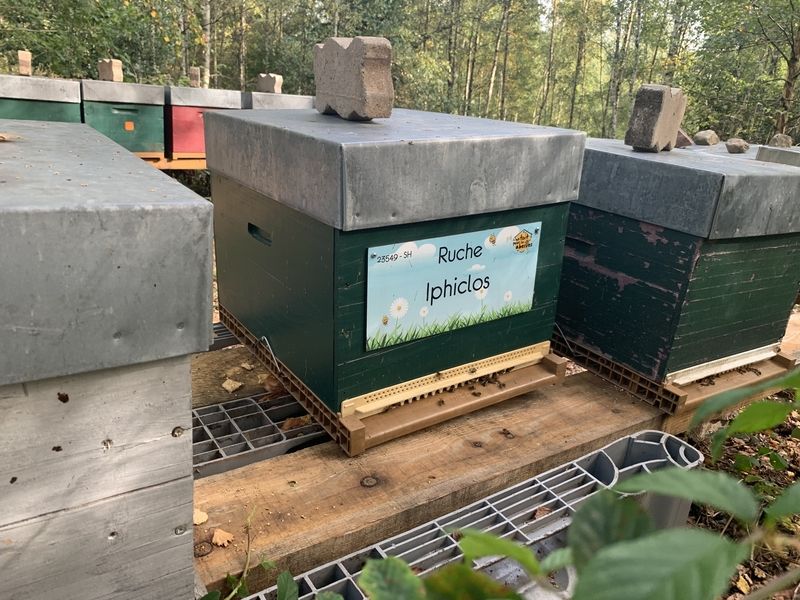 La ruche Iphiclos parrainée