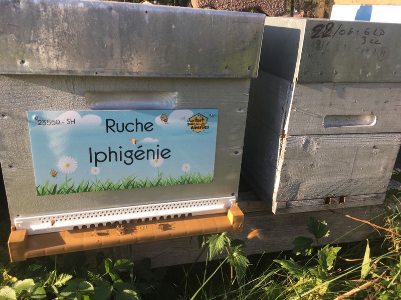 La ruche Iphigénie