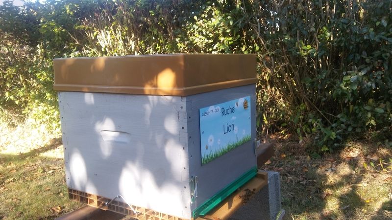 La ruche Lion
