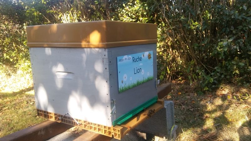 La ruche Lion