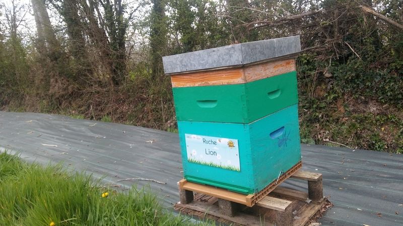 La ruche Lion