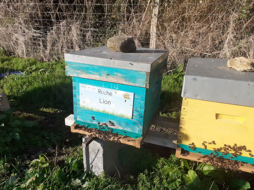 La ruche Lion