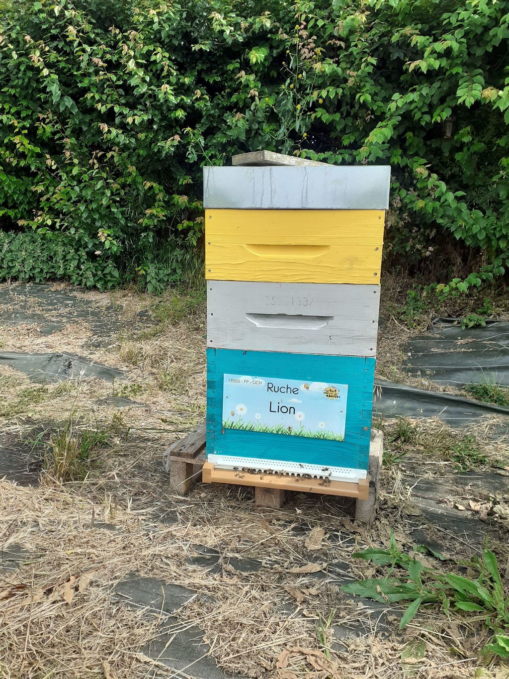 La ruche Lion