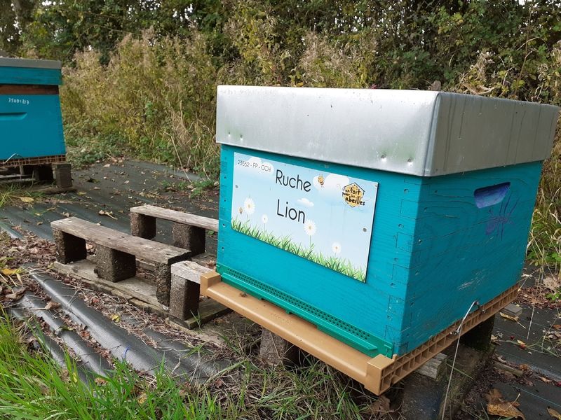 La ruche Lion