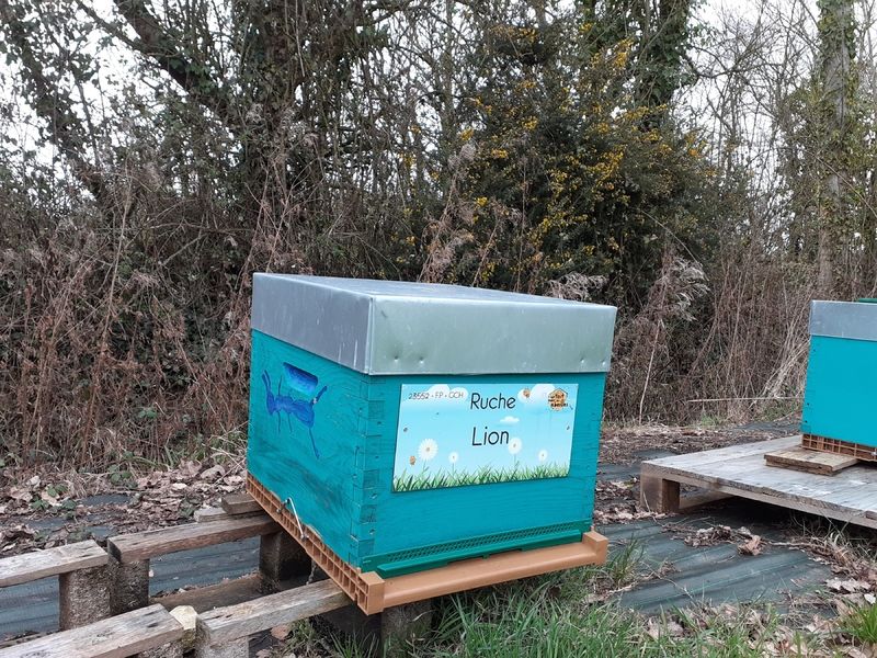 La ruche Lion