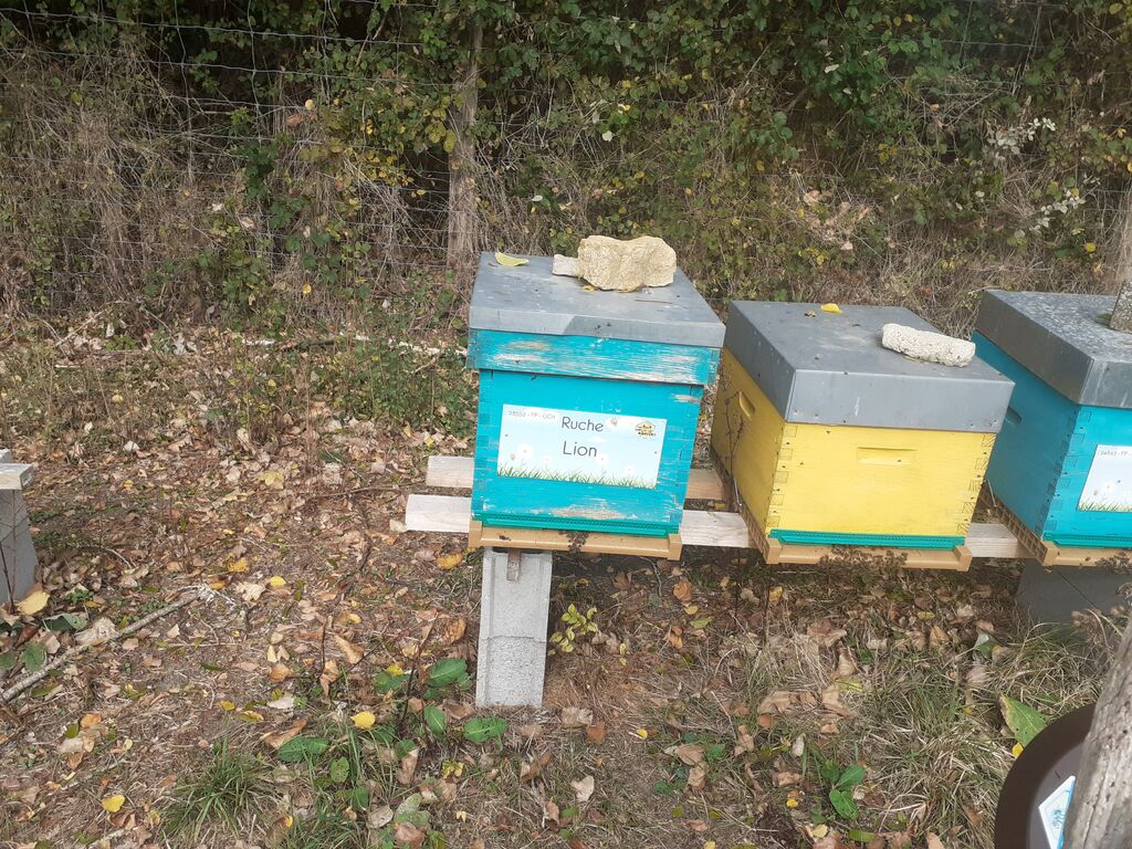 La ruche Lion