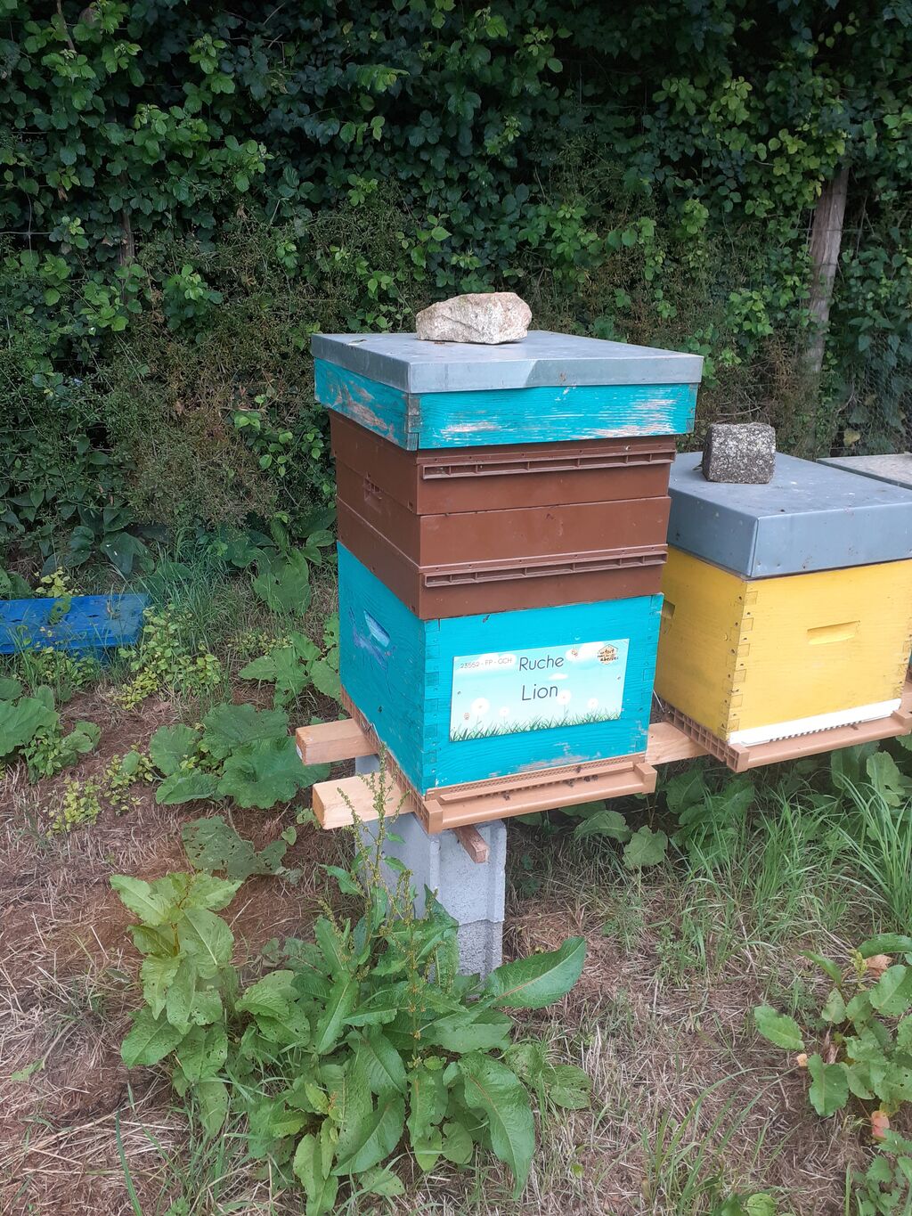 La ruche Lion