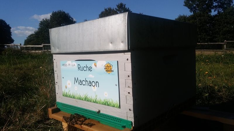 La ruche Machaon