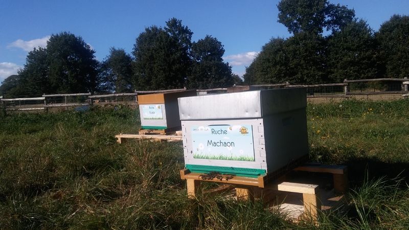 La ruche Machaon