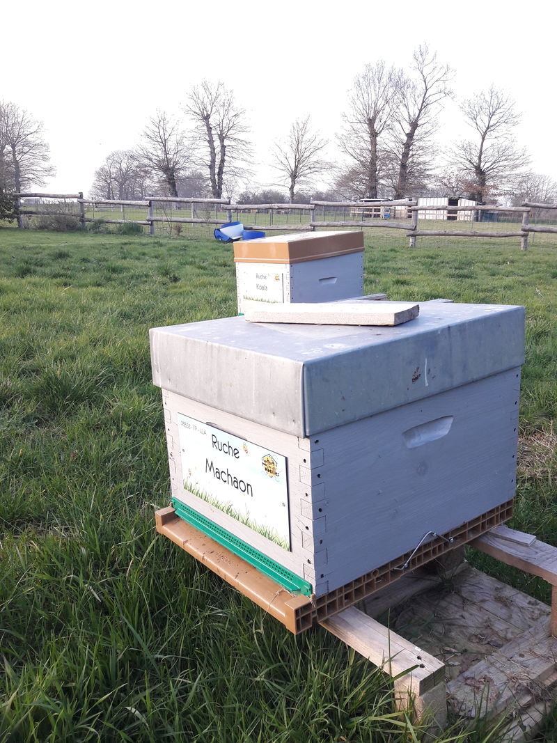 La ruche Machaon