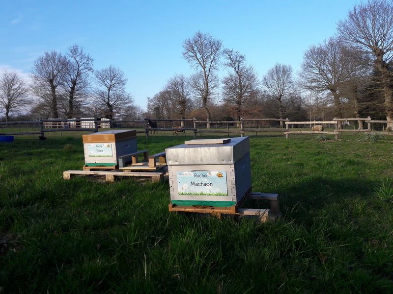 La ruche Machaon