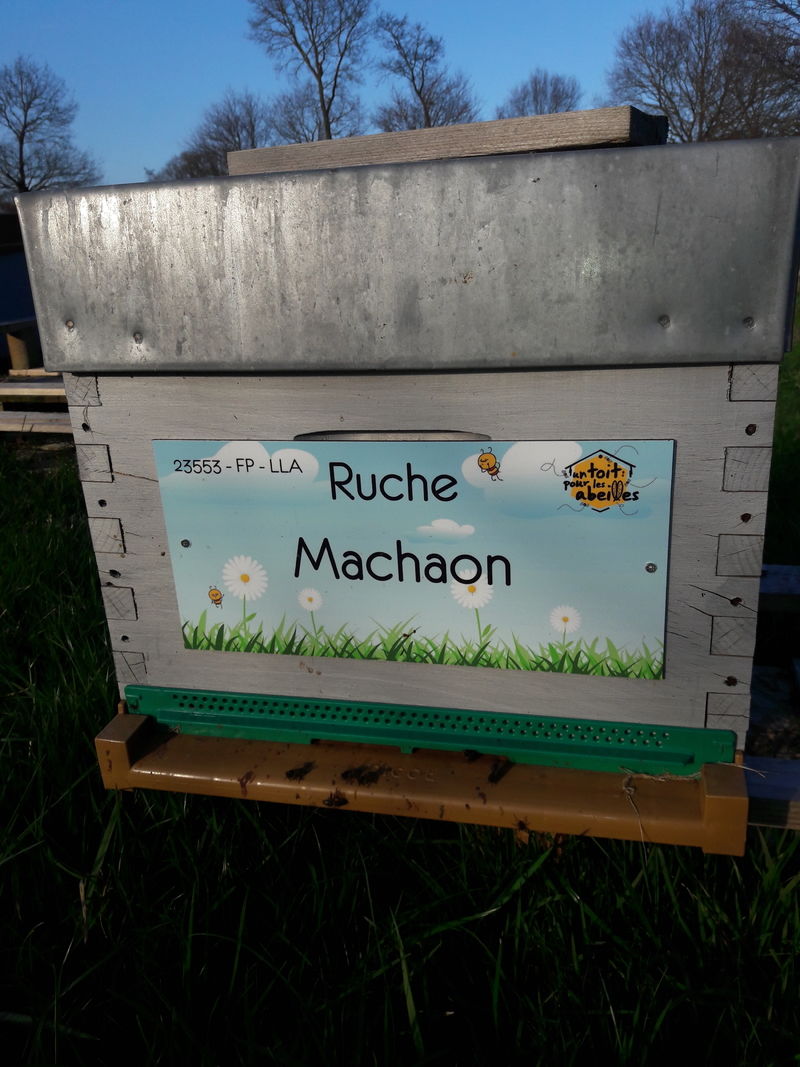 La ruche Machaon