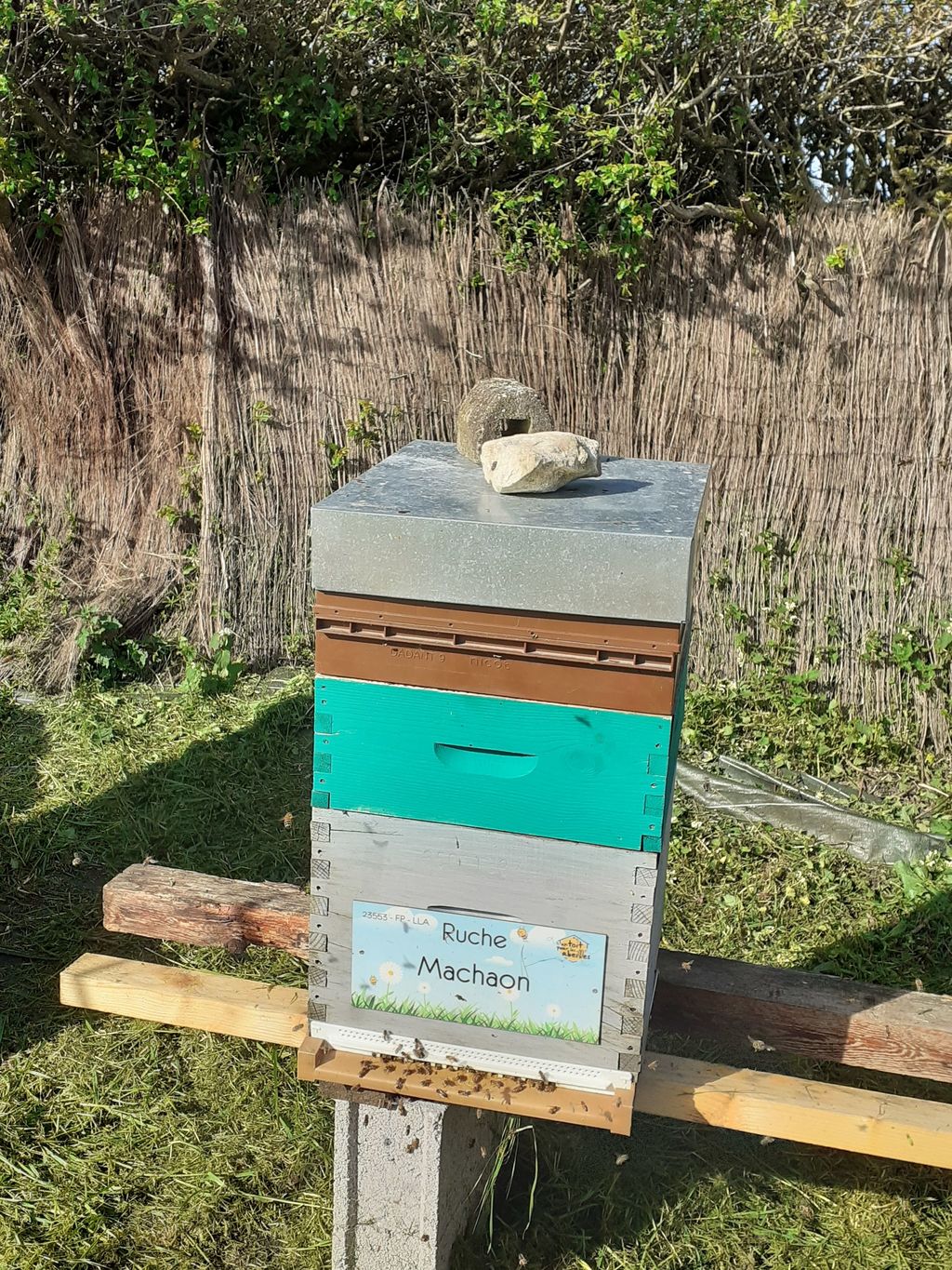 La ruche Machaon