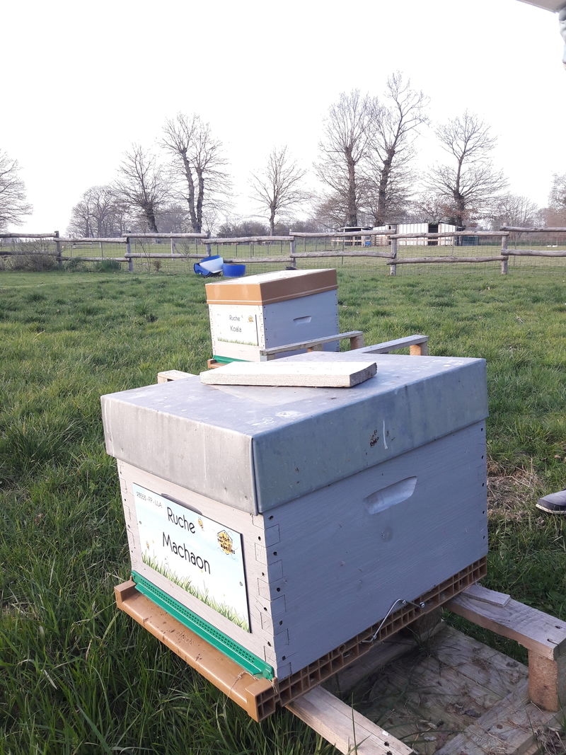 La ruche Machaon