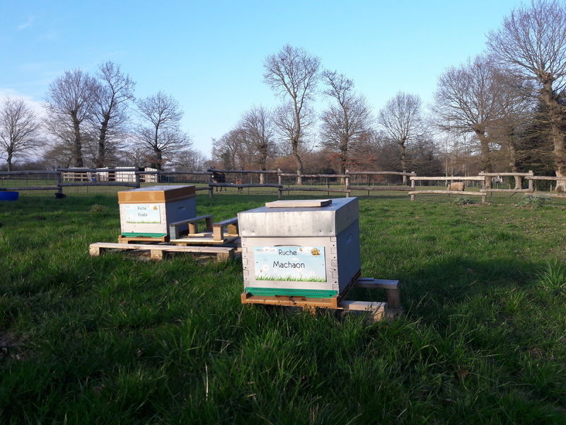 La ruche Machaon
