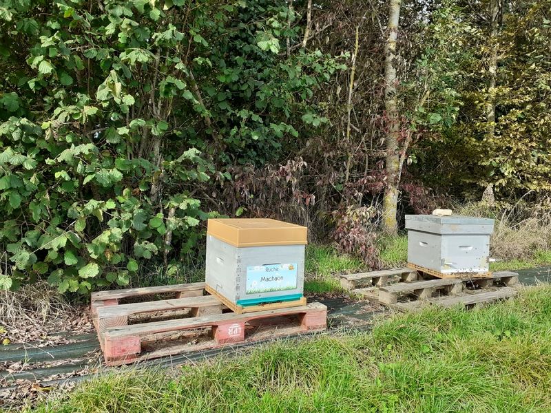 La ruche Machaon