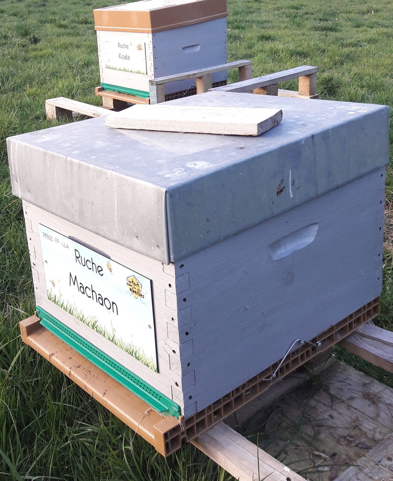La ruche Machaon