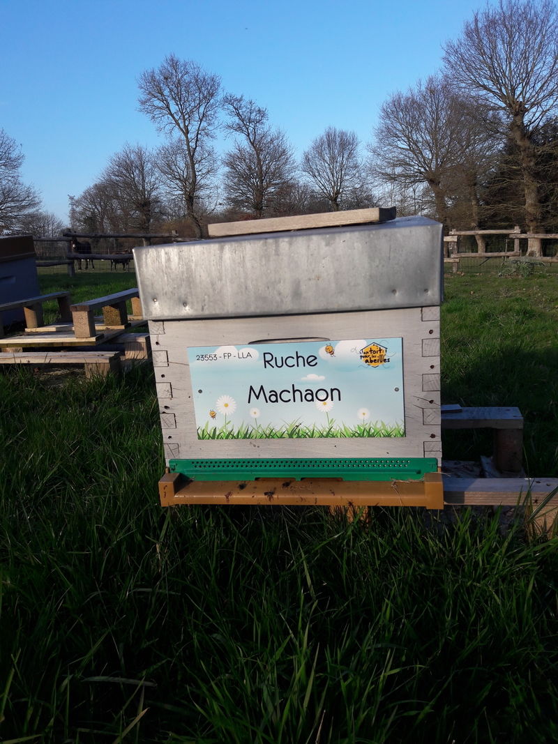 La ruche Machaon