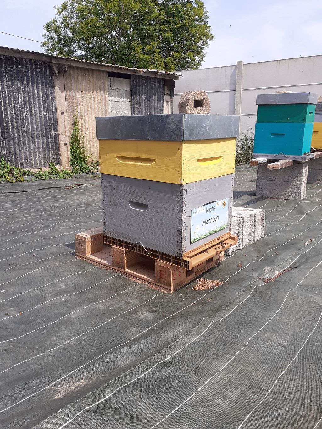 La ruche Machaon