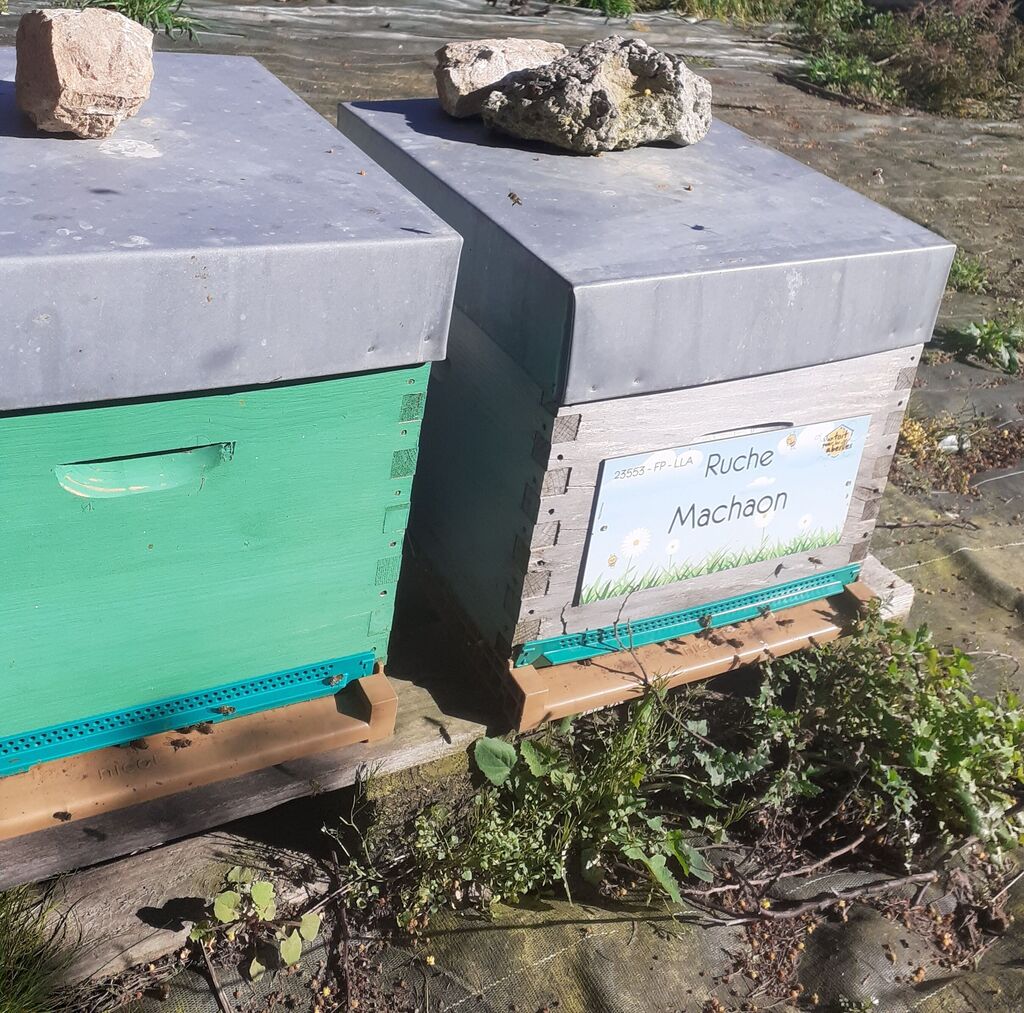 La ruche Machaon