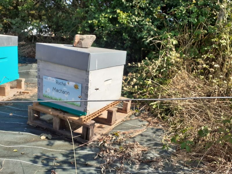 La ruche Machaon
