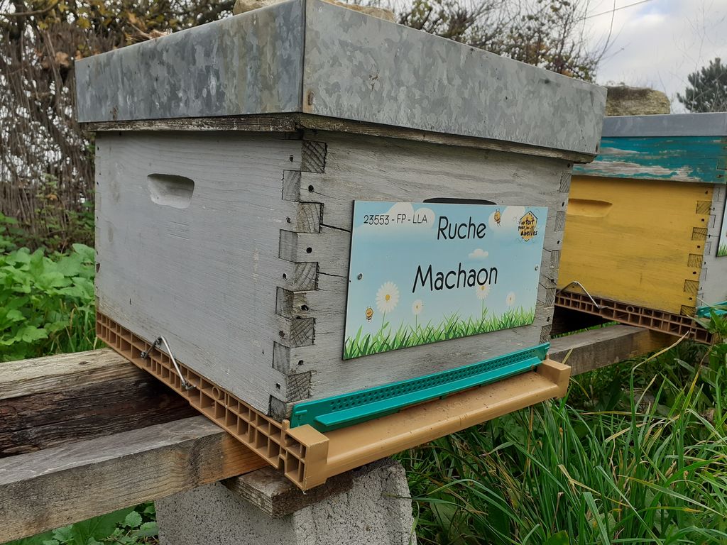 La ruche Machaon
