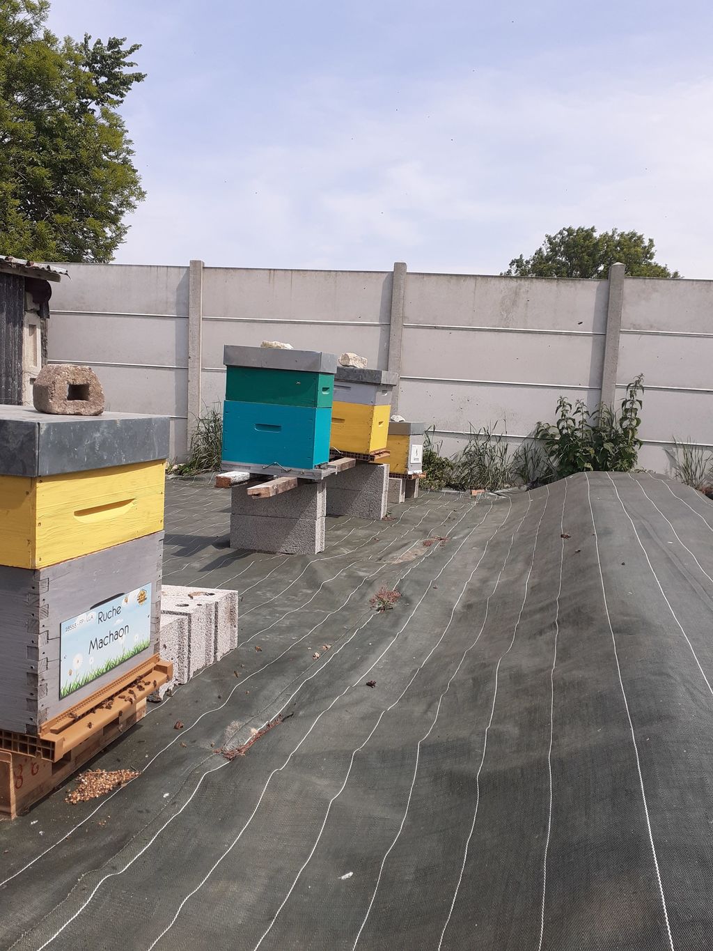 La ruche Machaon
