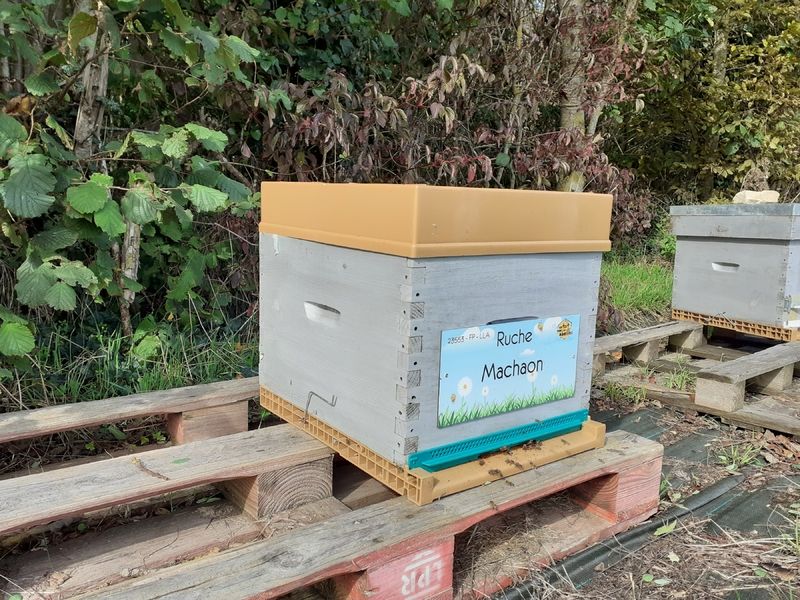La ruche Machaon