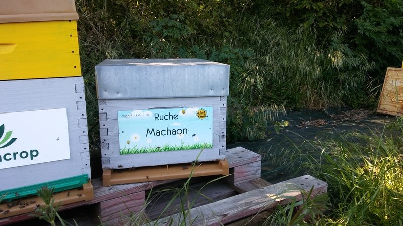 La ruche Machaon