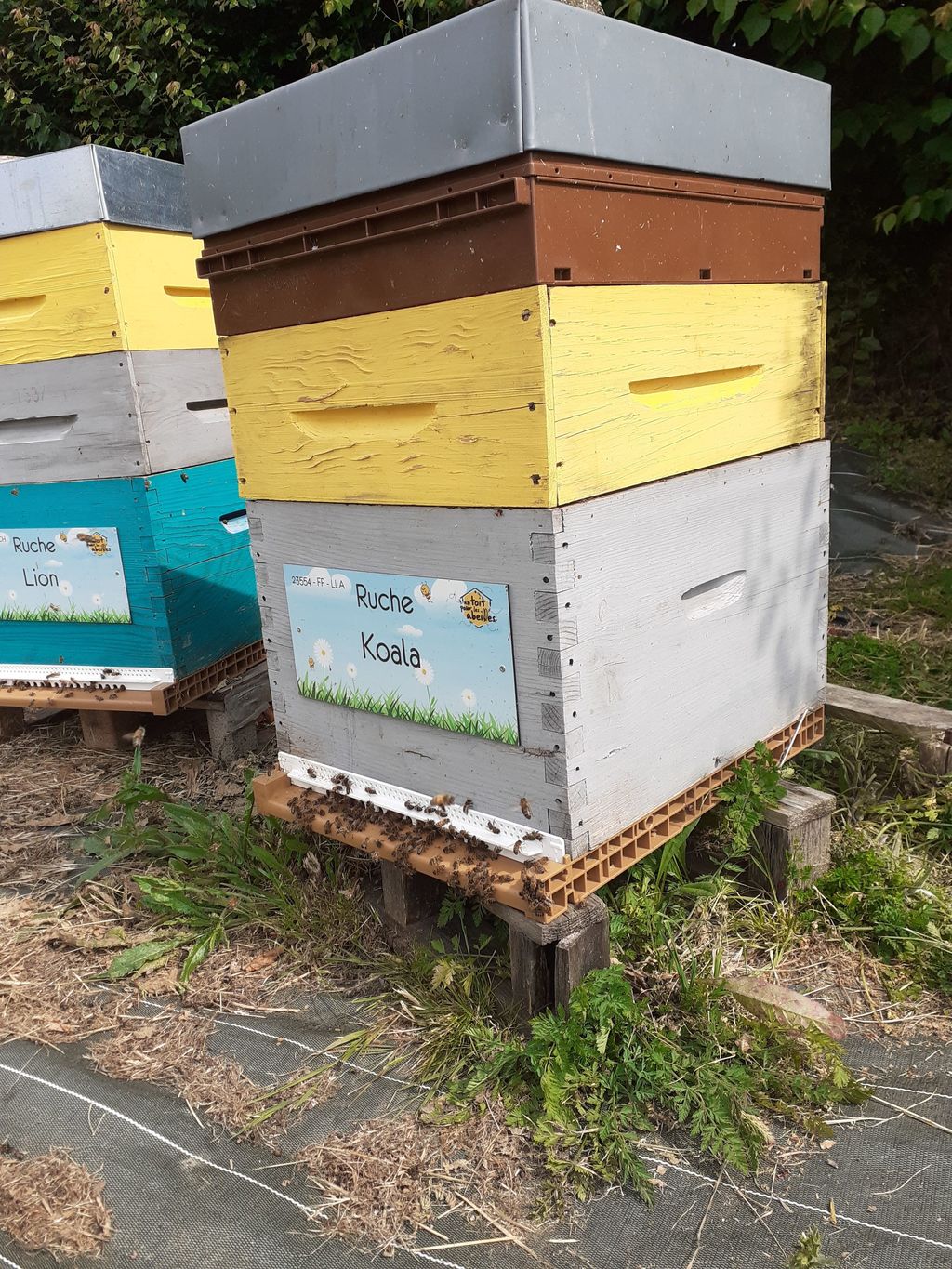 La ruche Koala