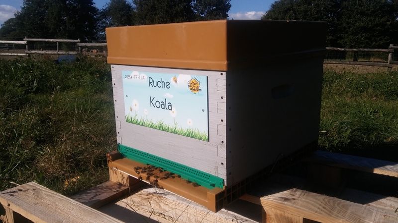 La ruche Koala