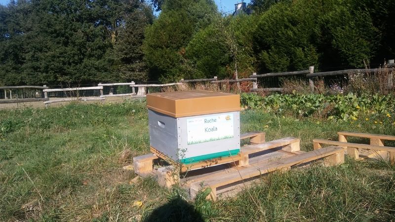 La ruche Koala