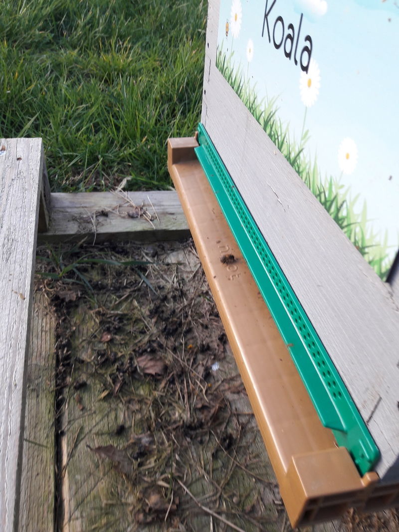 La ruche Koala