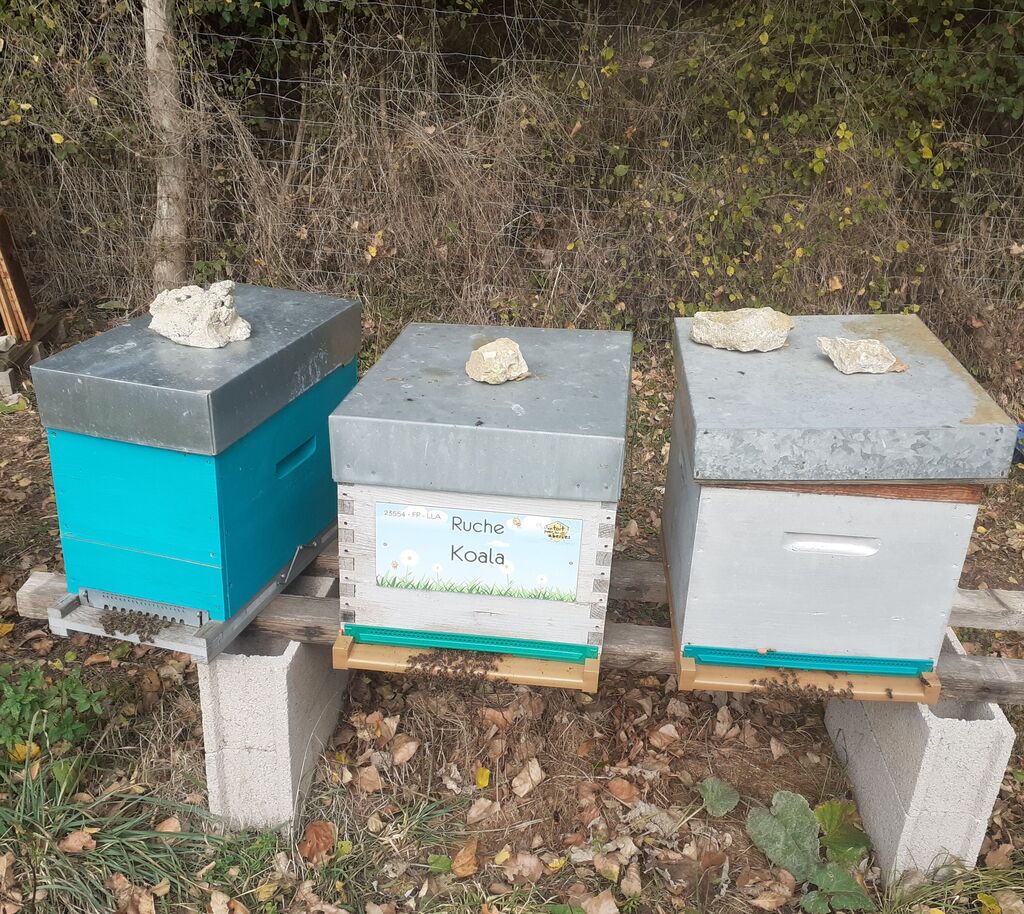 La ruche Koala