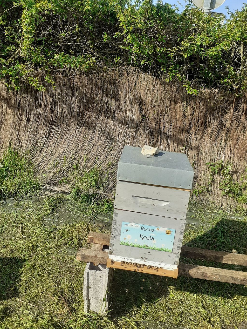 La ruche Koala