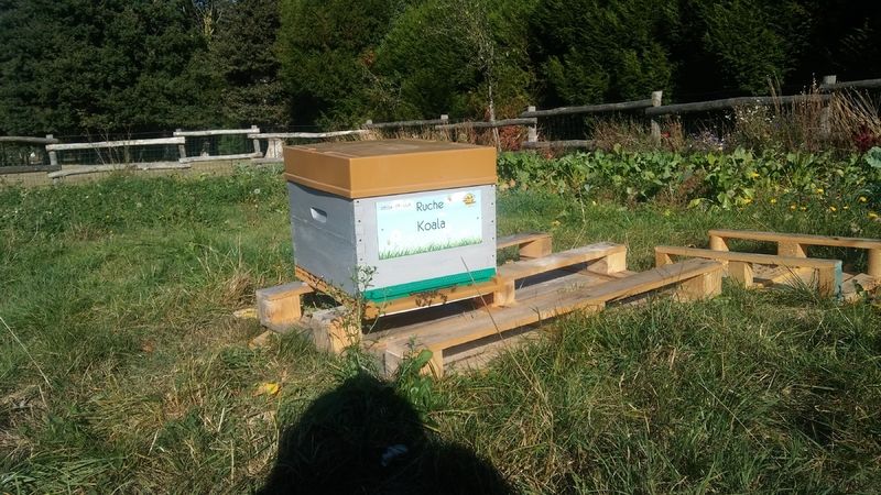 La ruche Koala