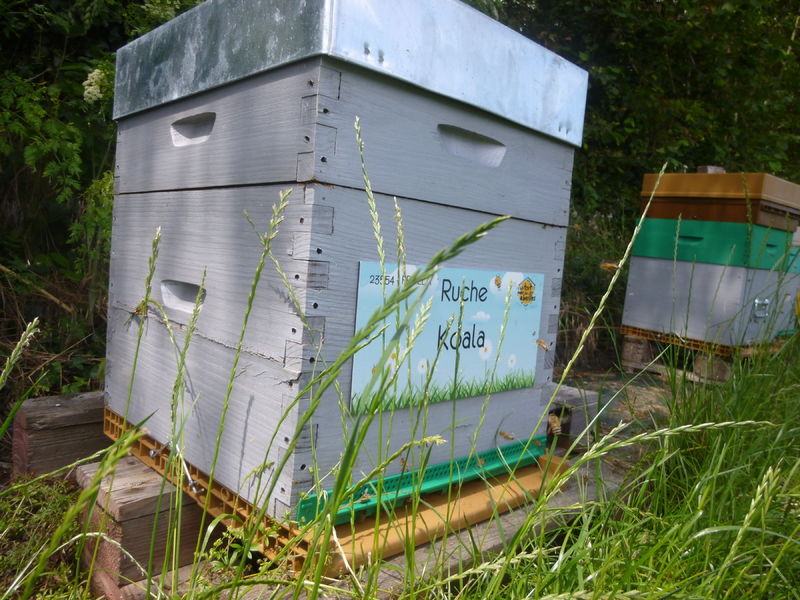 La ruche Koala