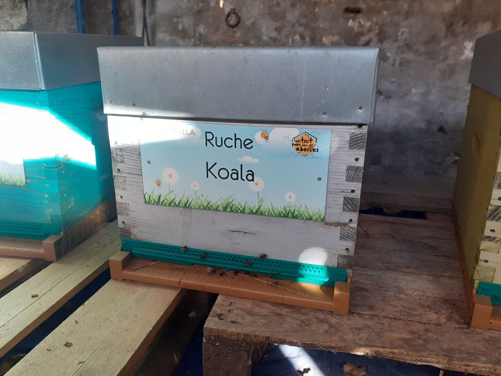 La ruche Koala