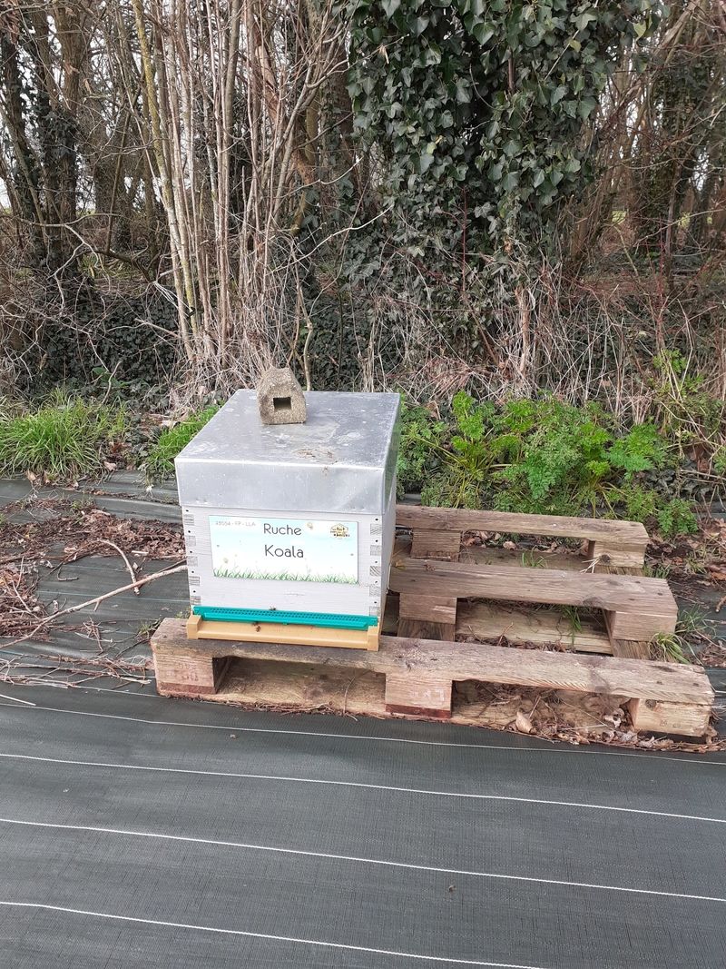 La ruche Koala