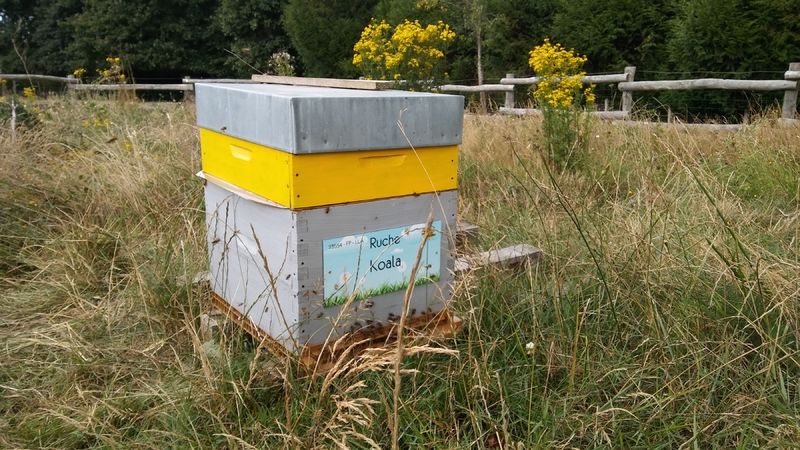 La ruche Koala
