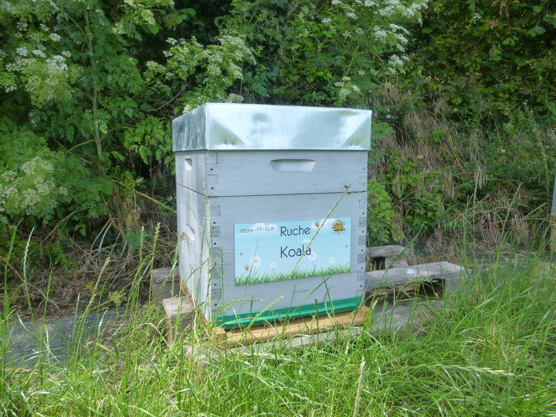 La ruche Koala
