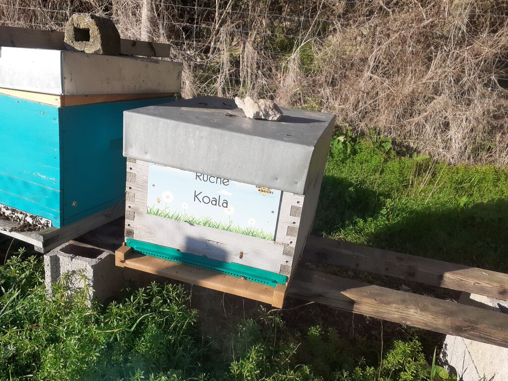 La ruche Koala
