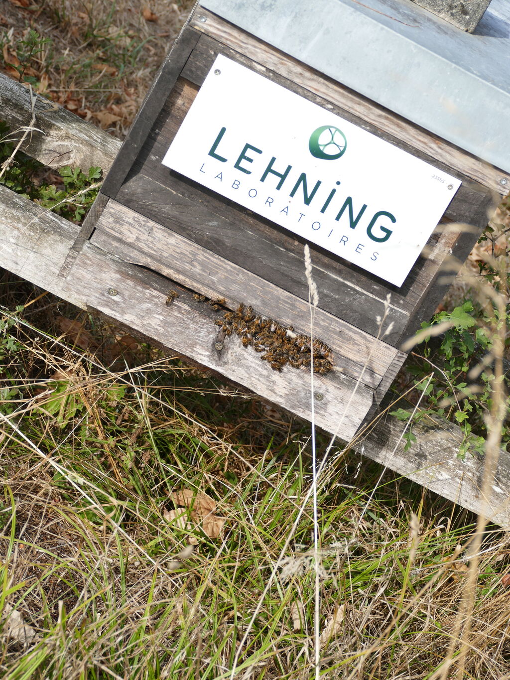 La ruche LABORATOIRES LEHNING