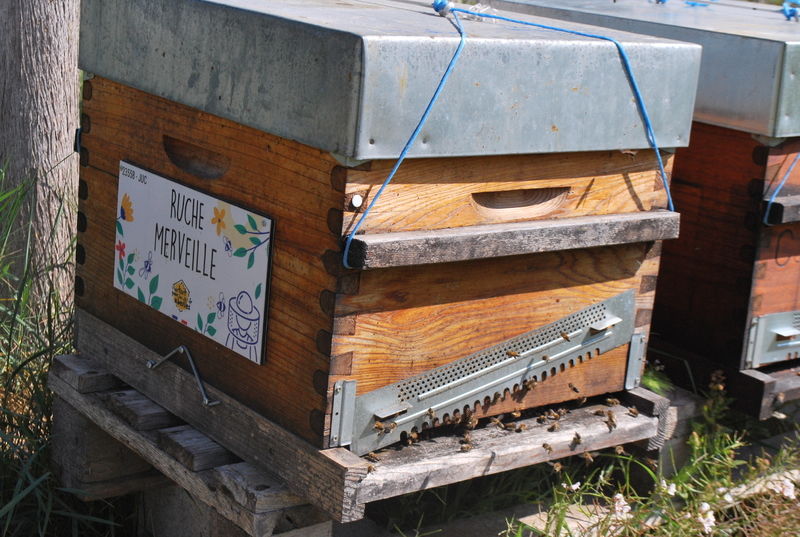 La ruche Merveille